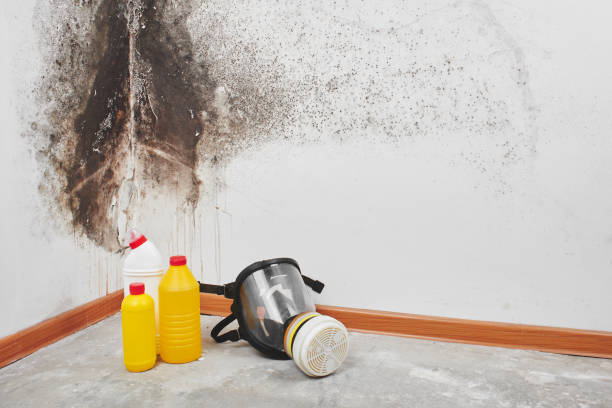 Best Mold Remediation Experts  in Farwell, TX