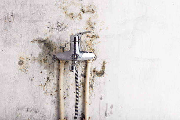 Best Mold Cleaning Services  in Farwell, TX