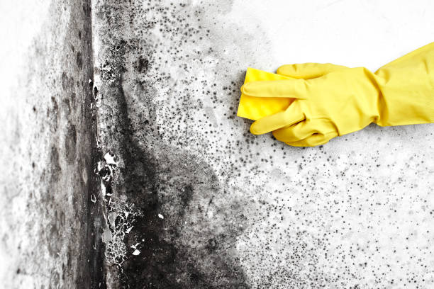 Best Mold Removal and Inspection  in Farwell, TX