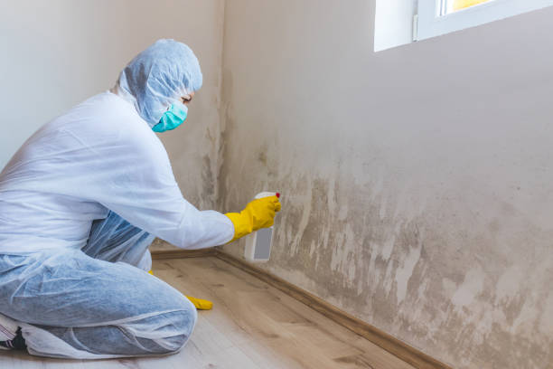 Best Mold Removal Process  in Farwell, TX