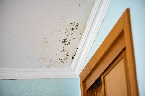 Best Crawl Space Mold Removal  in Farwell, TX