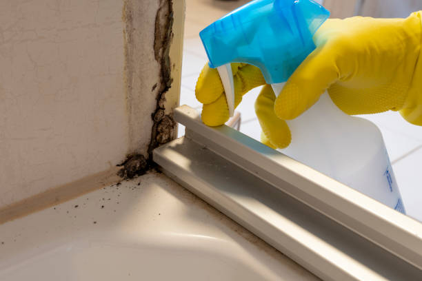 Best Toxic Mold Removal  in Farwell, TX