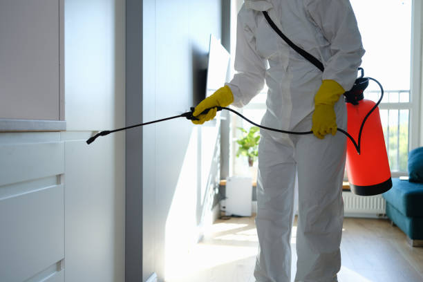 Best Home Mold Removal  in Farwell, TX