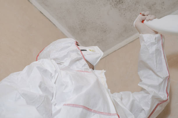 Best Fast Mold Removal  in Farwell, TX