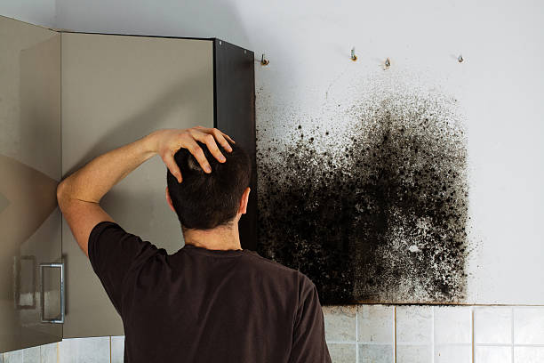 Best Black Mold Removal  in Farwell, TX