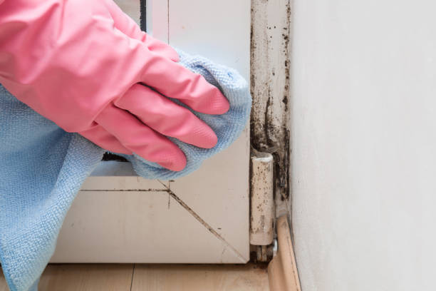 Best Office Mold Removal Services  in Farwell, TX