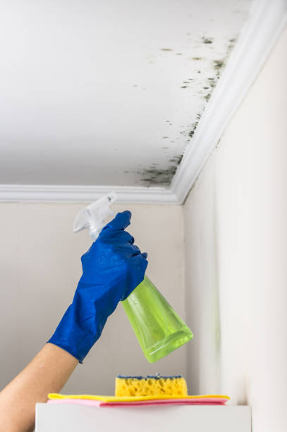 Best Same-Day Mold Removal  in Farwell, TX